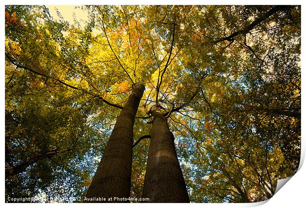 Canopy of Leaves Print by Nigel Bangert