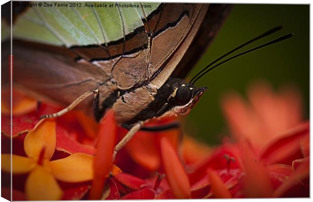 Butterfly resting on an Ixora Canvas Print by Zoe Ferrie