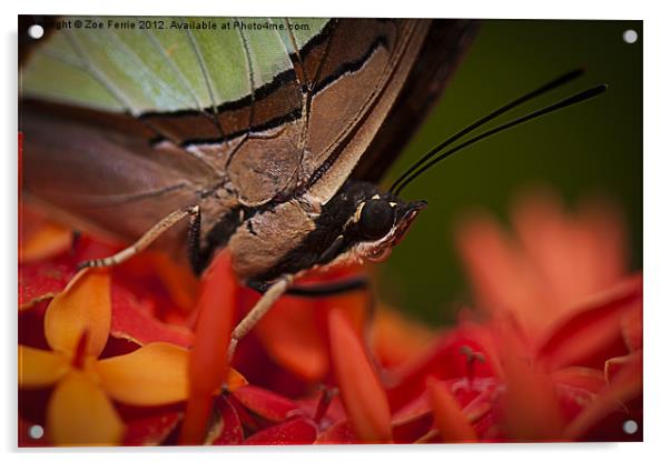 Butterfly resting on an Ixora Acrylic by Zoe Ferrie