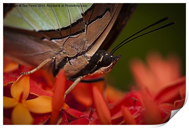 Butterfly resting on an Ixora Print by Zoe Ferrie
