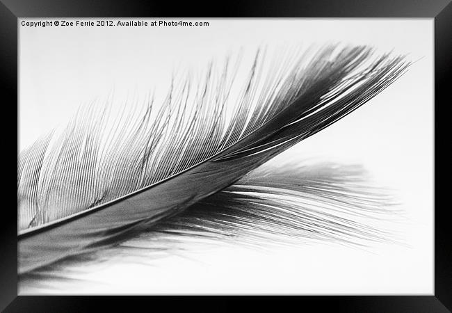 Feather and it's reflection in B&W Framed Print by Zoe Ferrie