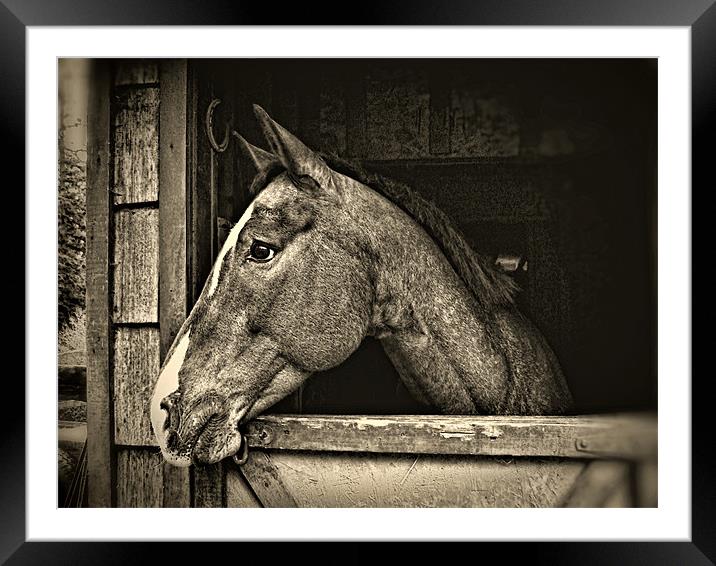 A Horse Of Course - Mono Framed Mounted Print by Gary Barratt