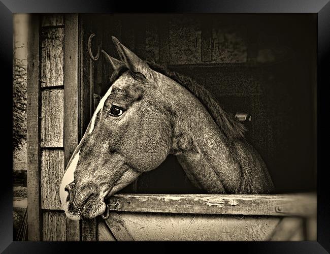 A Horse Of Course - Mono Framed Print by Gary Barratt