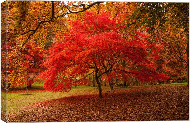 Acer Canvas Print by Gail Johnson