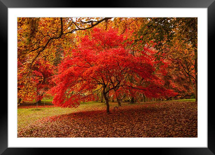 Acer Framed Mounted Print by Gail Johnson