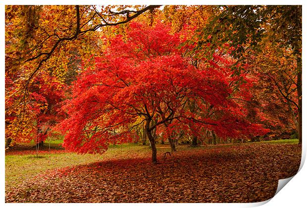 Acer Print by Gail Johnson
