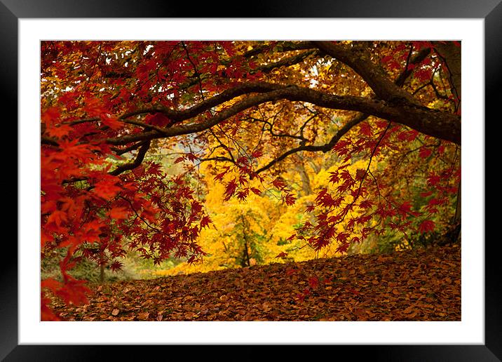 Bodnant garden in Autumn Framed Mounted Print by Gail Johnson