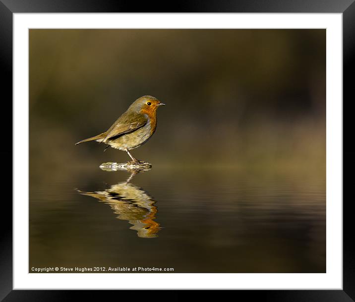 Reflecting Robin (Erithacus rubecula) Framed Mounted Print by Steve Hughes