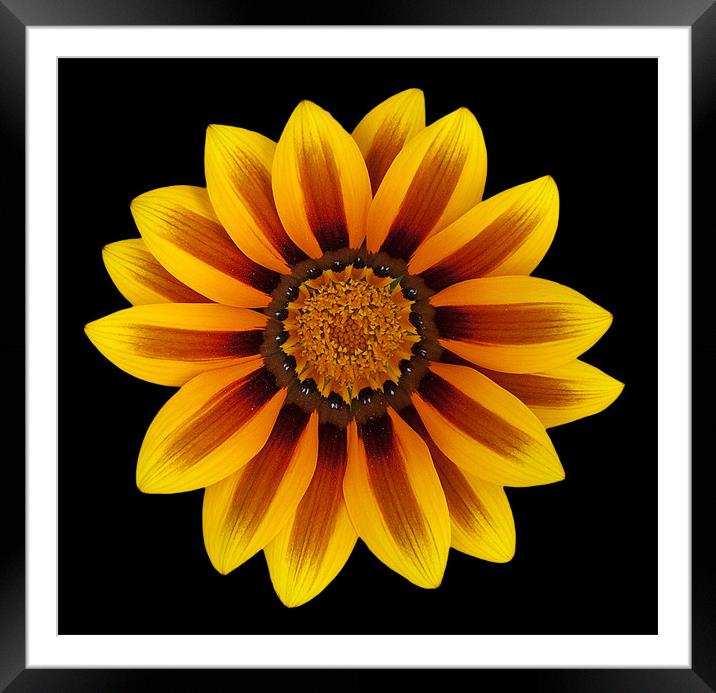 A beautiful flower Framed Mounted Print by Barry Foote