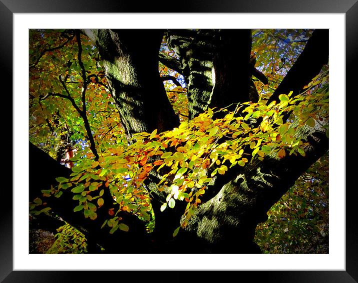 TREE Framed Mounted Print by dale rys (LP)
