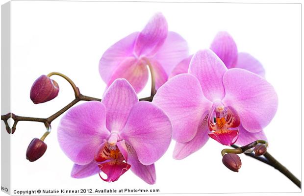 Orchid Flowers II - Pink Canvas Print by Natalie Kinnear