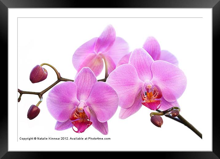 Orchid Flowers II - Pink Framed Mounted Print by Natalie Kinnear
