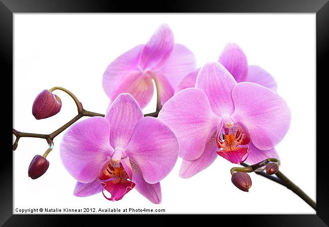 Orchid Flowers II - Pink Framed Print by Natalie Kinnear