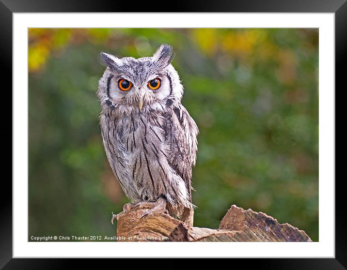 Scops Owl Framed Mounted Print by Chris Thaxter