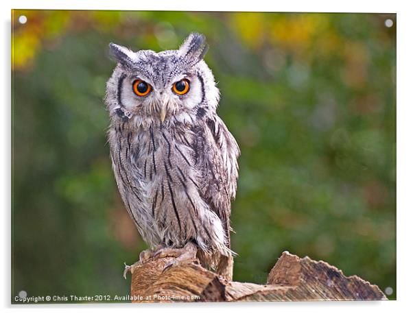 Scops Owl Acrylic by Chris Thaxter