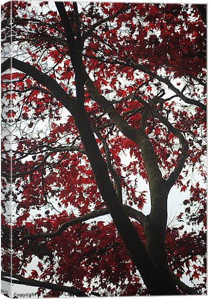 Canopy of Red Canvas Print by Christine Lake