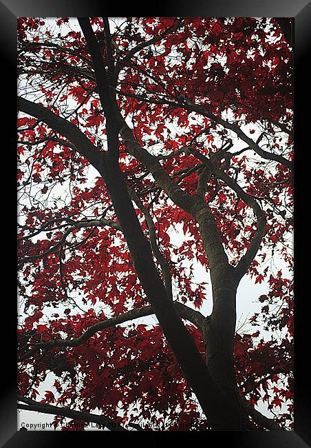 Canopy of Red Framed Print by Christine Lake