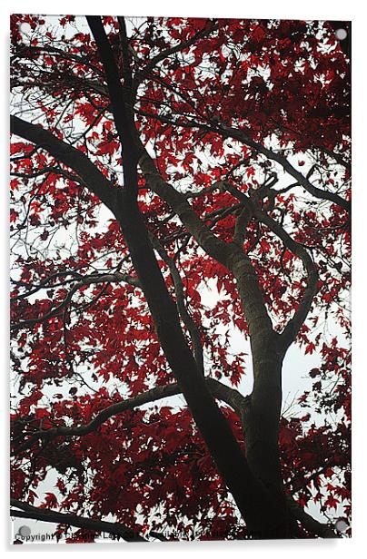 Canopy of Red Acrylic by Christine Lake