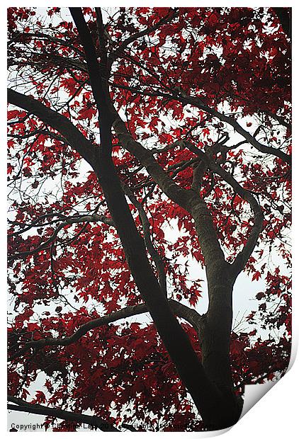 Canopy of Red Print by Christine Lake