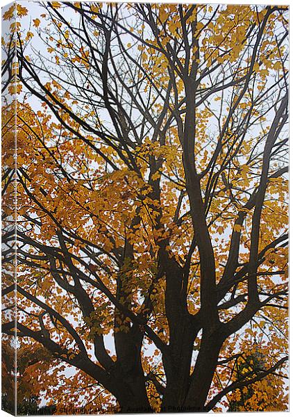 Canopy of Gold Canvas Print by Christine Lake