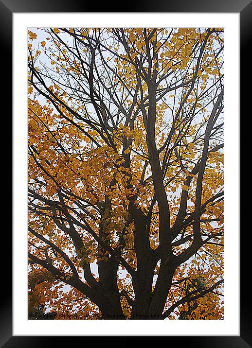 Canopy of Gold Framed Mounted Print by Christine Lake