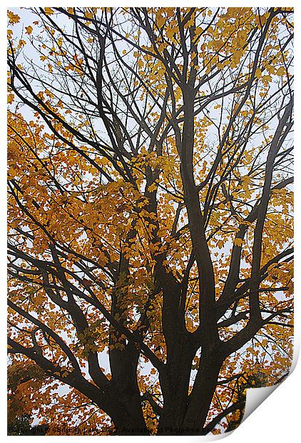 Canopy of Gold Print by Christine Lake