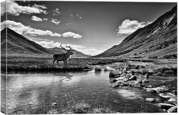 Lone Stag Canvas Print by Sam Smith