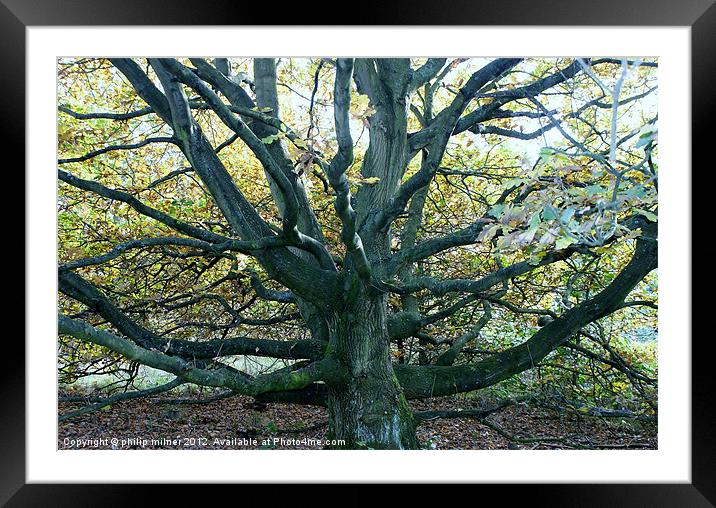 Autumn Oak Tree Framed Mounted Print by philip milner