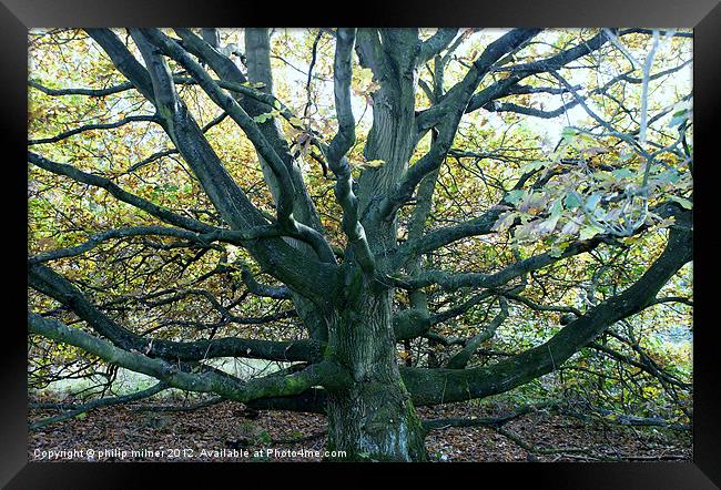 Autumn Oak Tree Framed Print by philip milner