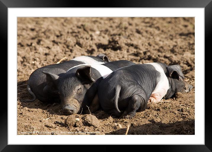 Three Little Piggies Framed Mounted Print by Digitalshot Photography