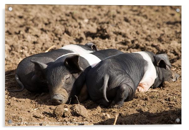 Three Little Piggies Acrylic by Digitalshot Photography
