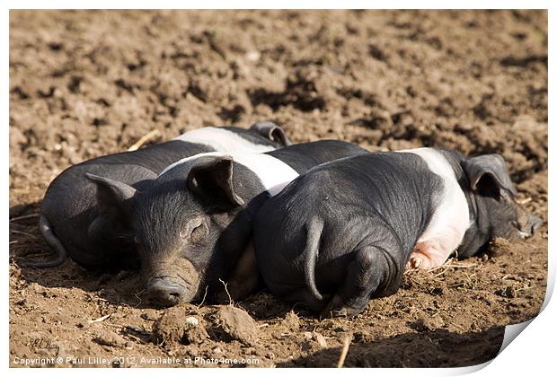 Three Little Piggies Print by Digitalshot Photography