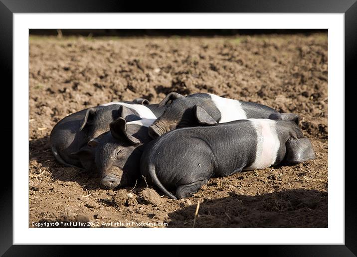 Lazy Little Pigs! Framed Mounted Print by Digitalshot Photography