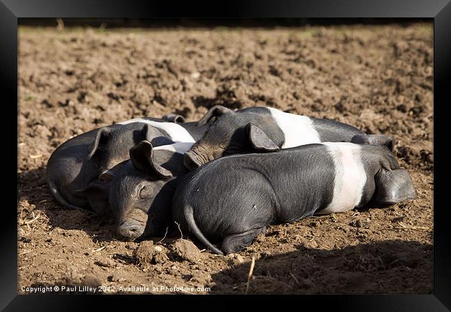 Lazy Little Pigs! Framed Print by Digitalshot Photography