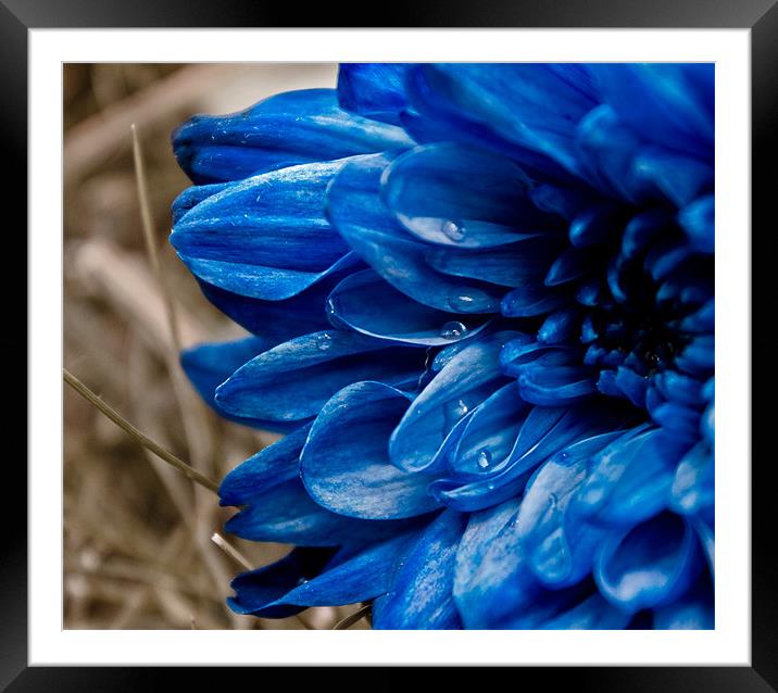 blue flower Framed Mounted Print by farah ali
