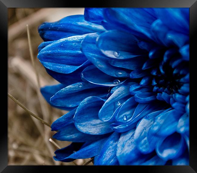 blue flower Framed Print by farah ali