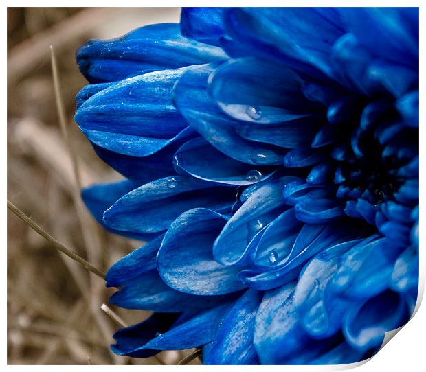 blue flower Print by farah ali