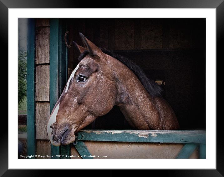 A Horse Of Course - Retro Framed Mounted Print by Gary Barratt