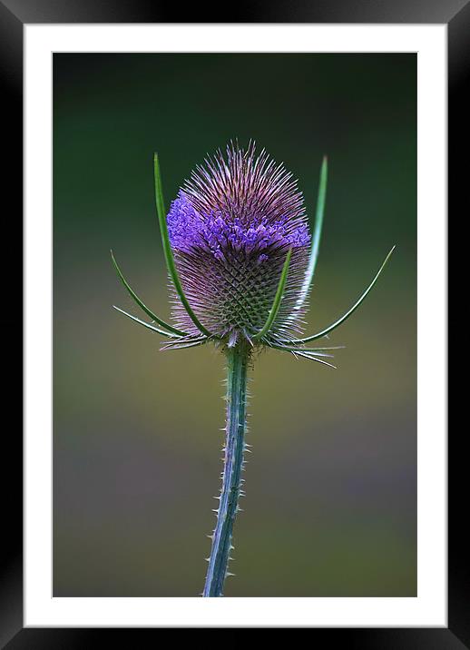 Wild Teasel Framed Mounted Print by Mark  F Banks