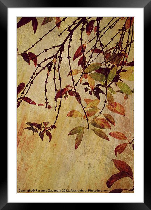 Autumn Colours. Framed Mounted Print by Rosanna Zavanaiu