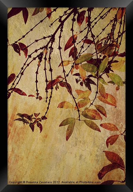 Autumn Colours. Framed Print by Rosanna Zavanaiu