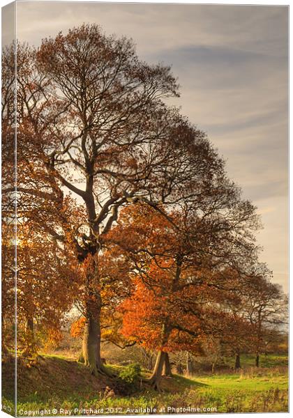Autumn Light Canvas Print by Ray Pritchard