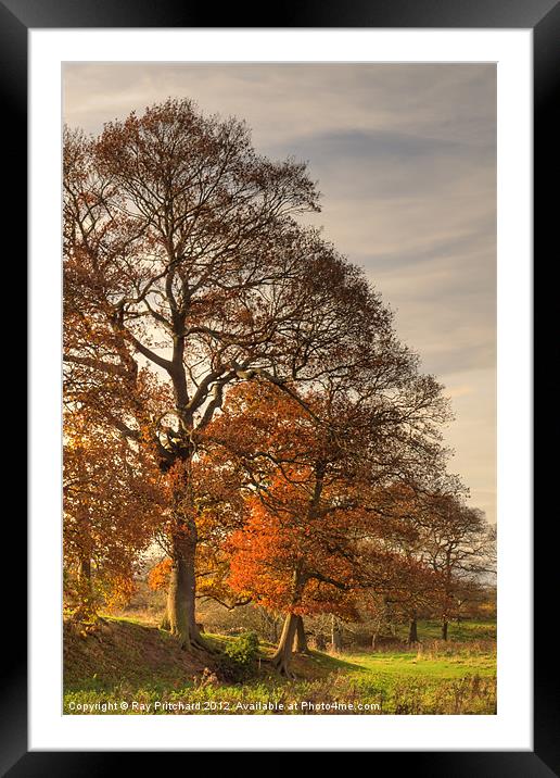 Autumn Light Framed Mounted Print by Ray Pritchard