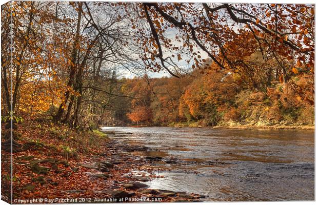 Autumn On The River Wear Canvas Print by Ray Pritchard