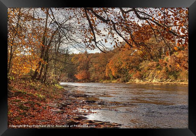 Autumn On The River Wear Framed Print by Ray Pritchard