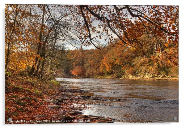 Autumn On The River Wear Acrylic by Ray Pritchard
