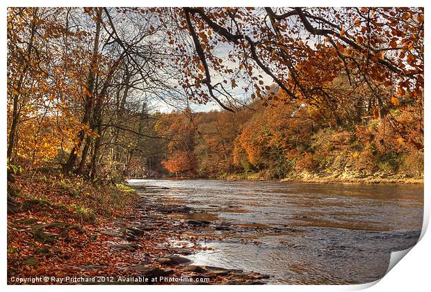 Autumn On The River Wear Print by Ray Pritchard