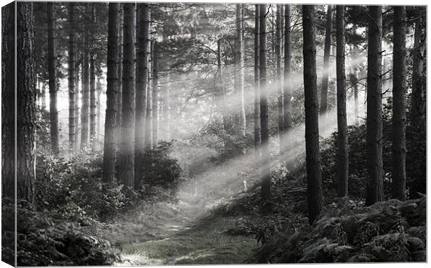 Morning Rays Canvas Print by Tracey Whitefoot
