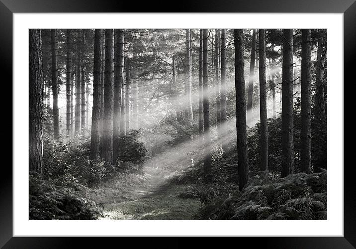 Morning Rays Framed Mounted Print by Tracey Whitefoot
