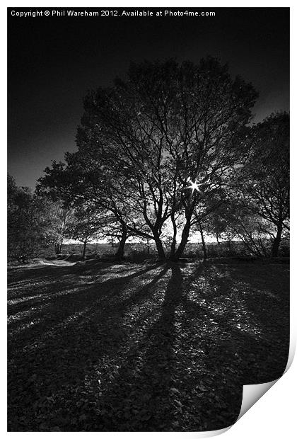 Through the tree Print by Phil Wareham